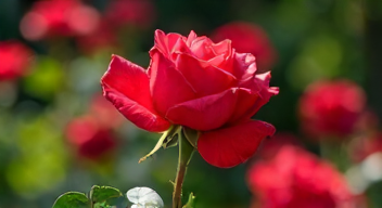 Ich erinnere mich an die Faszination von "Rote Rosen" (1/10)