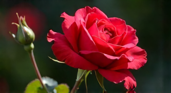 Das sind die Top 7 Schritte beim Schauen von "Rote Rosen"