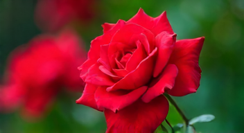 Die besten 8 Tipps bei "Rote Rosen"