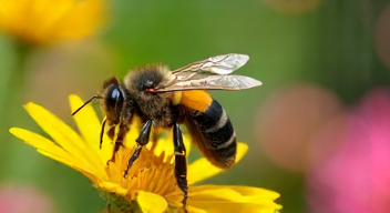 Die 6 häufigsten Fehler bei "Die Biene Maja"