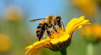 Die besten 8 Tipps bei "Die Biene Maja"