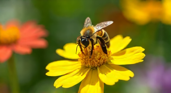 Perspektiven zu "Die Biene Maja" sind vielfältig.